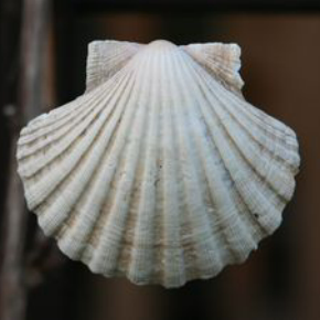 žuk